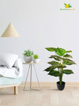 Artificial Calathea Orbifolia Plant – 73 cm, 18 Leaves, with Basic Pot