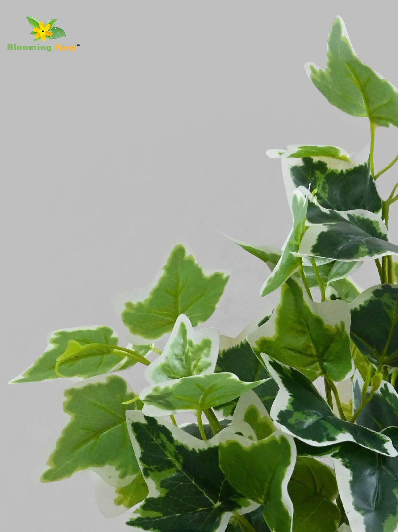 Ivory Elegance Bettina Ivy Plant – 48 cm, with Basic Pot