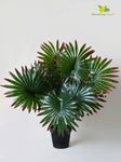 Tropical Breeze Fan Palm Plant