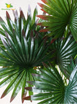 Tropical Breeze Fan Palm Plant