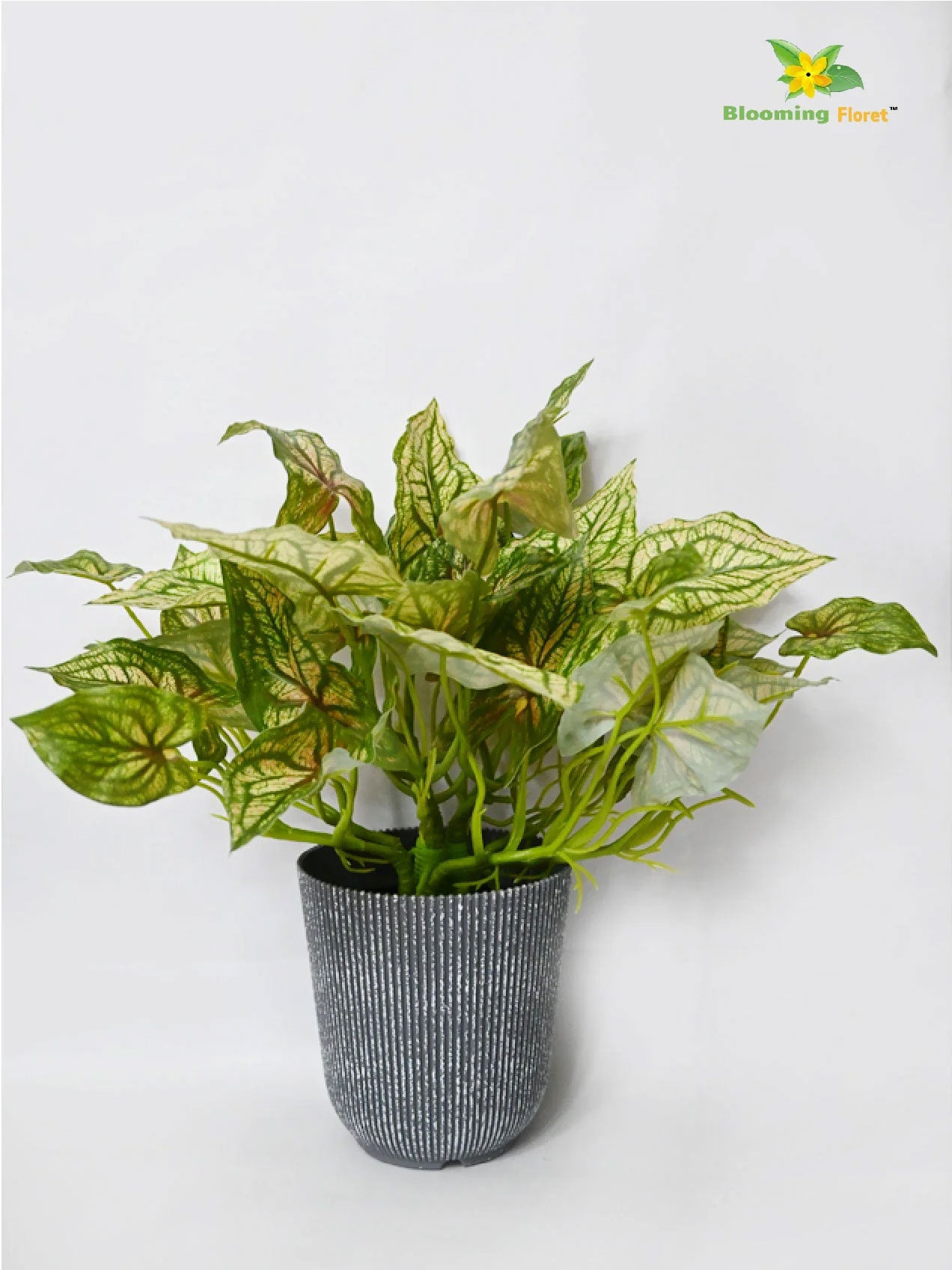 Boho Bliss Caladium Plant - Mix Green Leaves (Patterned)