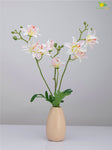 Vibrant Blooms Orchid Bauhinia Bunch