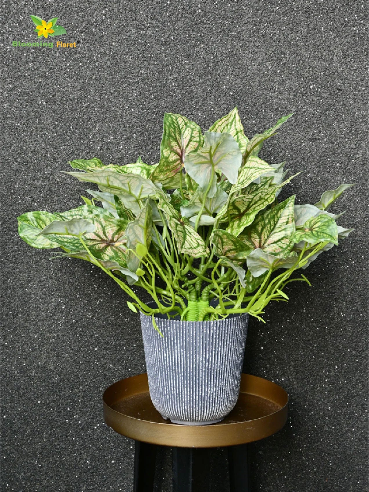 Boho Bliss Caladium Plant - Mix Green Leaves (Patterned)