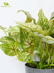 Boho Bliss Caladium Plant - Mix Green Leaves (Patterned)