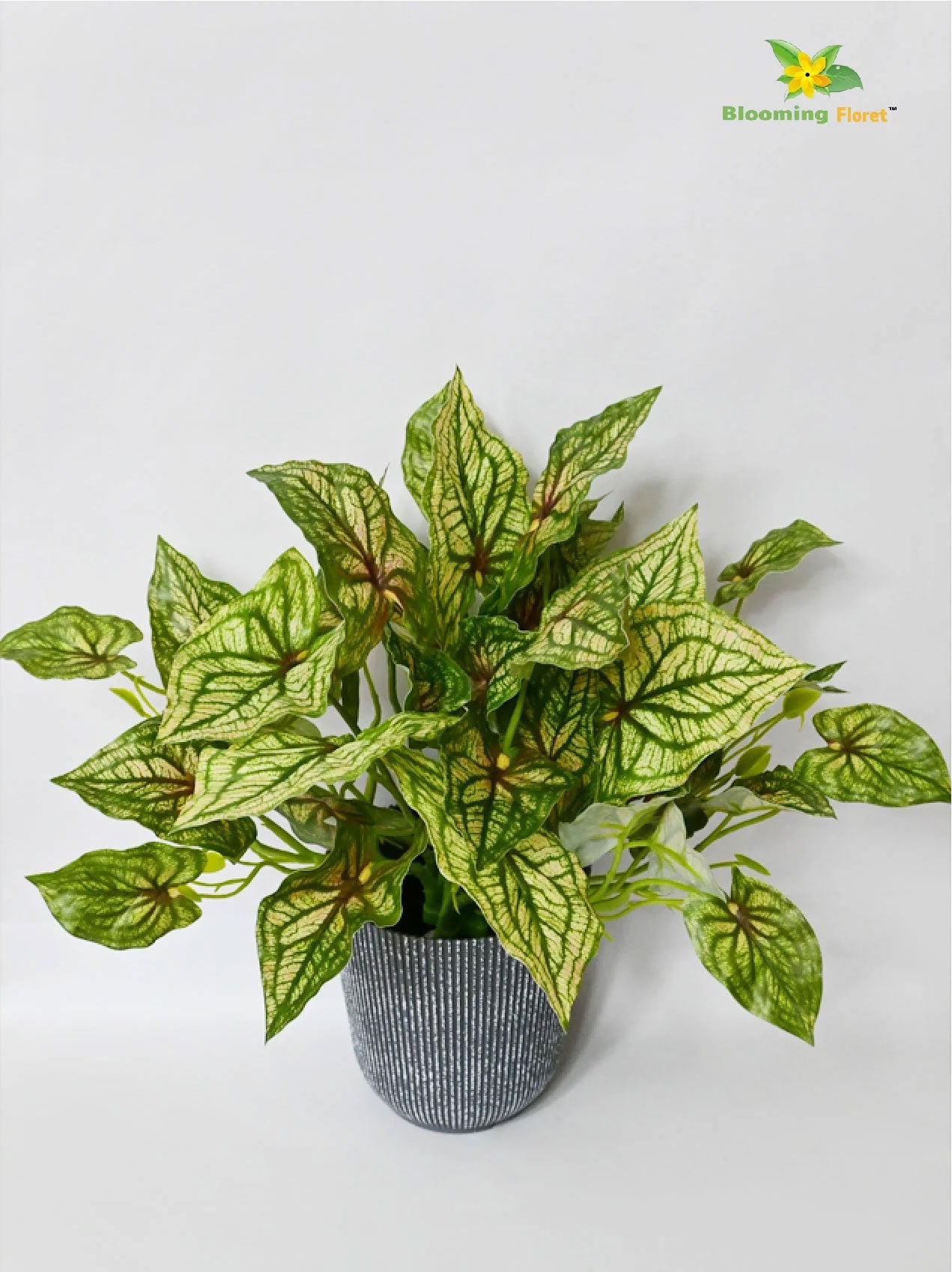 Boho Bliss Caladium Plant - Mix Green Leaves (Patterned)