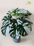 Artificial Monstera Plant – 60 cm, 12 Leaves, Green-Grey, with Basic Pot