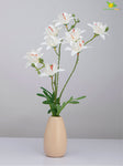 Vibrant Blooms Orchid Bauhinia Bunch