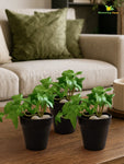 Artificial Ivy Succulent | Light Green | 10 cm | Set of 3