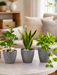 Diamond Pattern Round Planter | 13 cm | Set of 3
