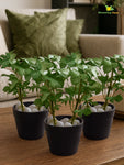 Artificial Mini Monstera Succulent | Green | 15 cm | Set of 3