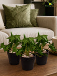 Artificial Ivy Succulent | Green | Small Leaves | 10 cm | Set of 3