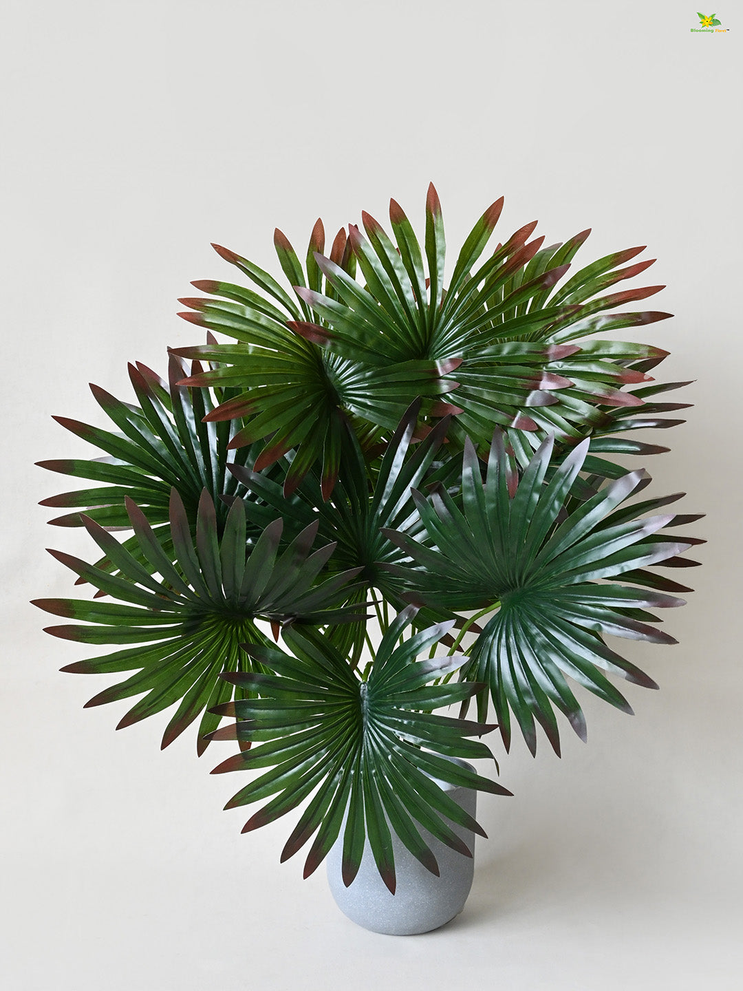 Tropical Breeze Fan Palm Plant