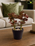 Artificial Mini Monstera Succulent | Maroon | 15 cm