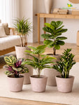 Modern Grace Poly Planter | Brown |15 cm | Set of 5