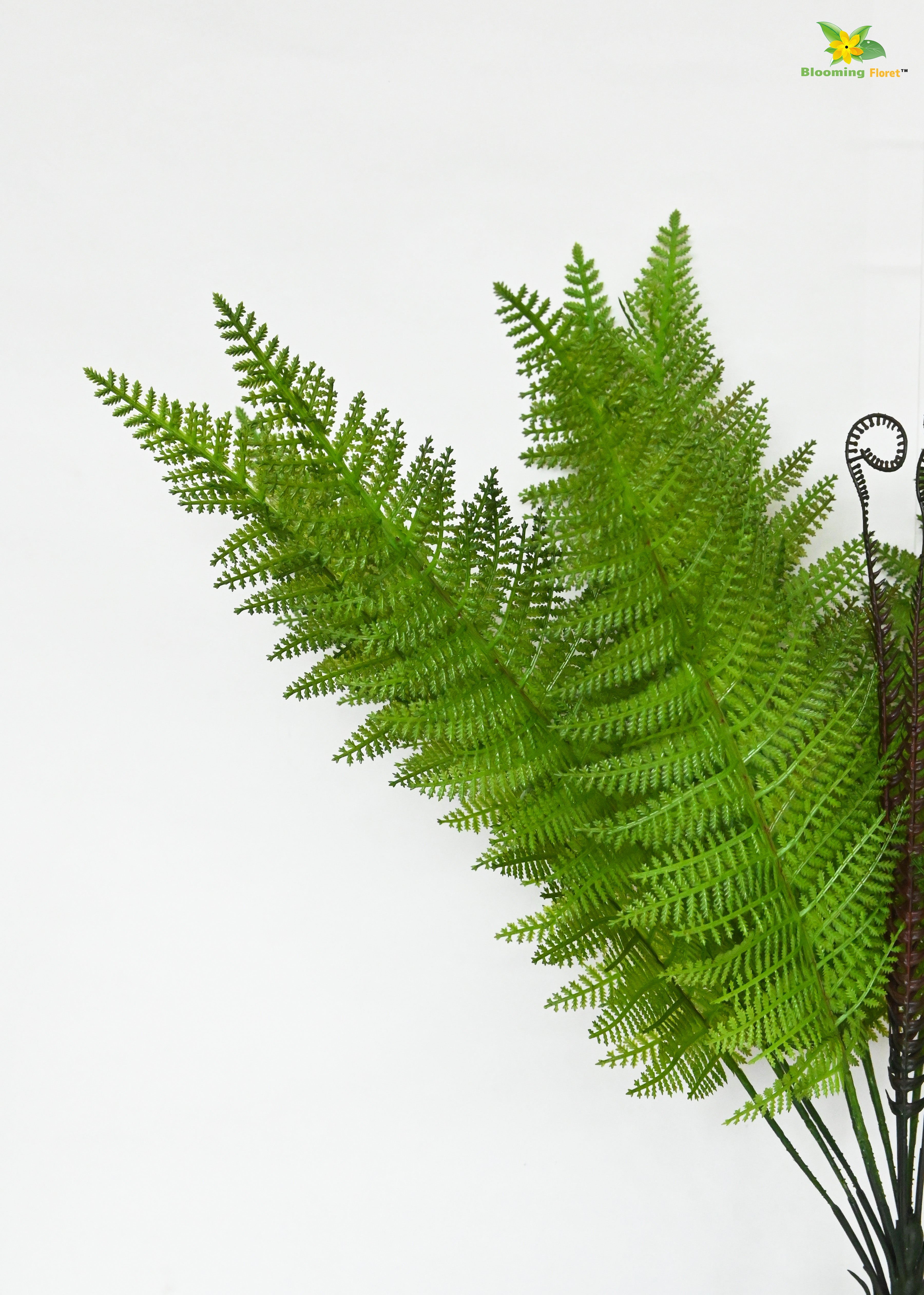 Evergreen Foliage Wood Fern Plant | Dark Green