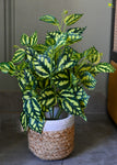 Artificial Peacock Plant for Decor | with Basic Pot | 48.3 cm