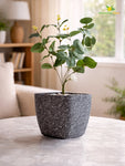 Coarse Textured Square Planter Pot | 15 cm