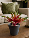 Artificial Aloe Vera Plant | Green & Maroon Leaves | 24 cm