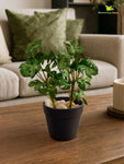 Artificial Mini Monstera Succulent | Light Green | 15 cm