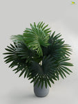 Tropical Breeze Fan Palm Plant