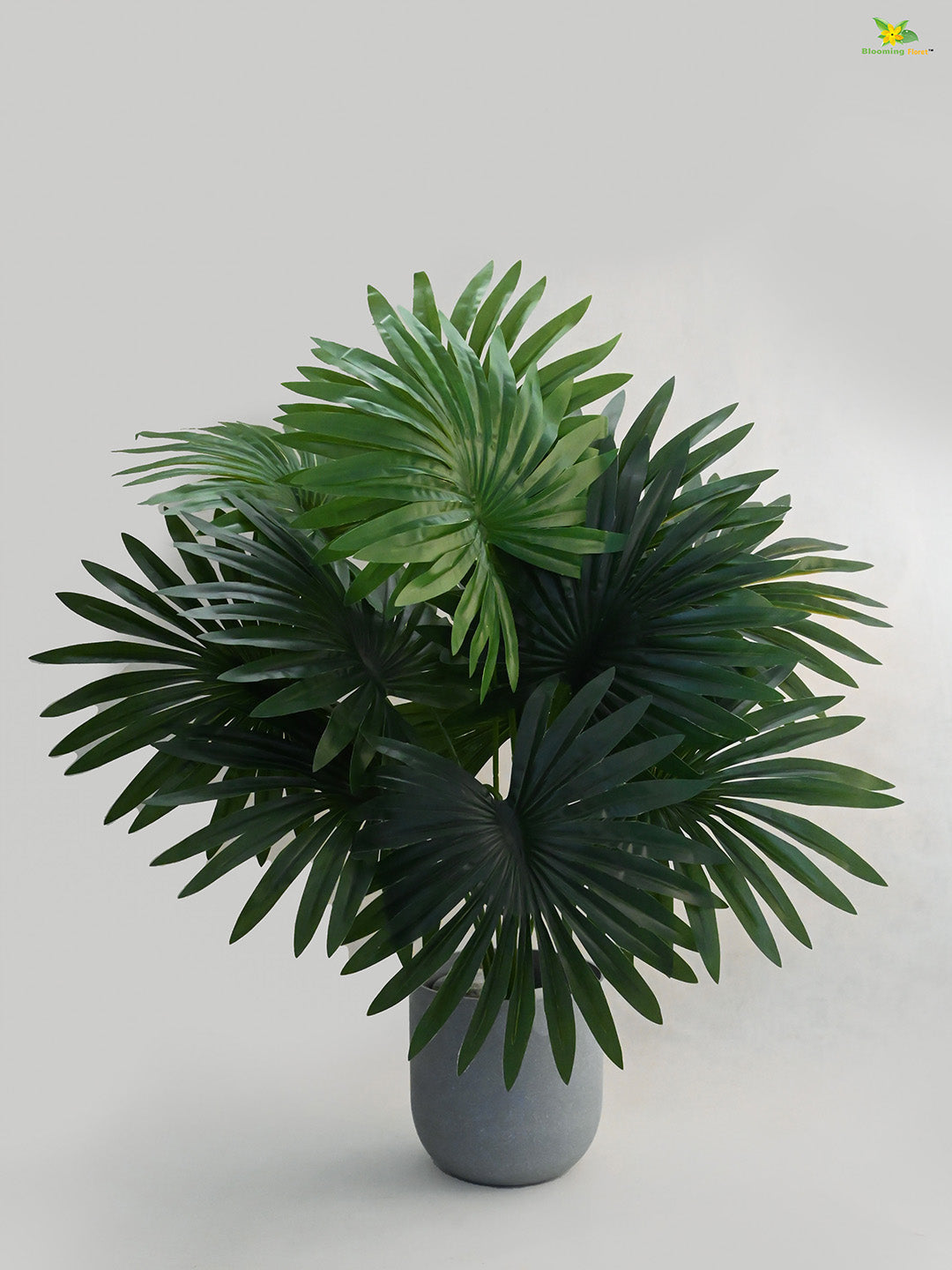 Tropical Breeze Fan Palm Plant