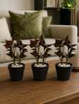 Artificial Money Plant Succulent | Maroon | 15 cm | Set of 3