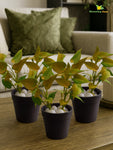 Artificial Money Plant Succulent | Army Green | 15 cm | Set of 3