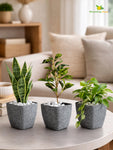 Coarse Textured Square Planter Pot | 10 cm | Set of 3