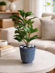 Ribbed Pattern Round Planter | 11.5 cm
