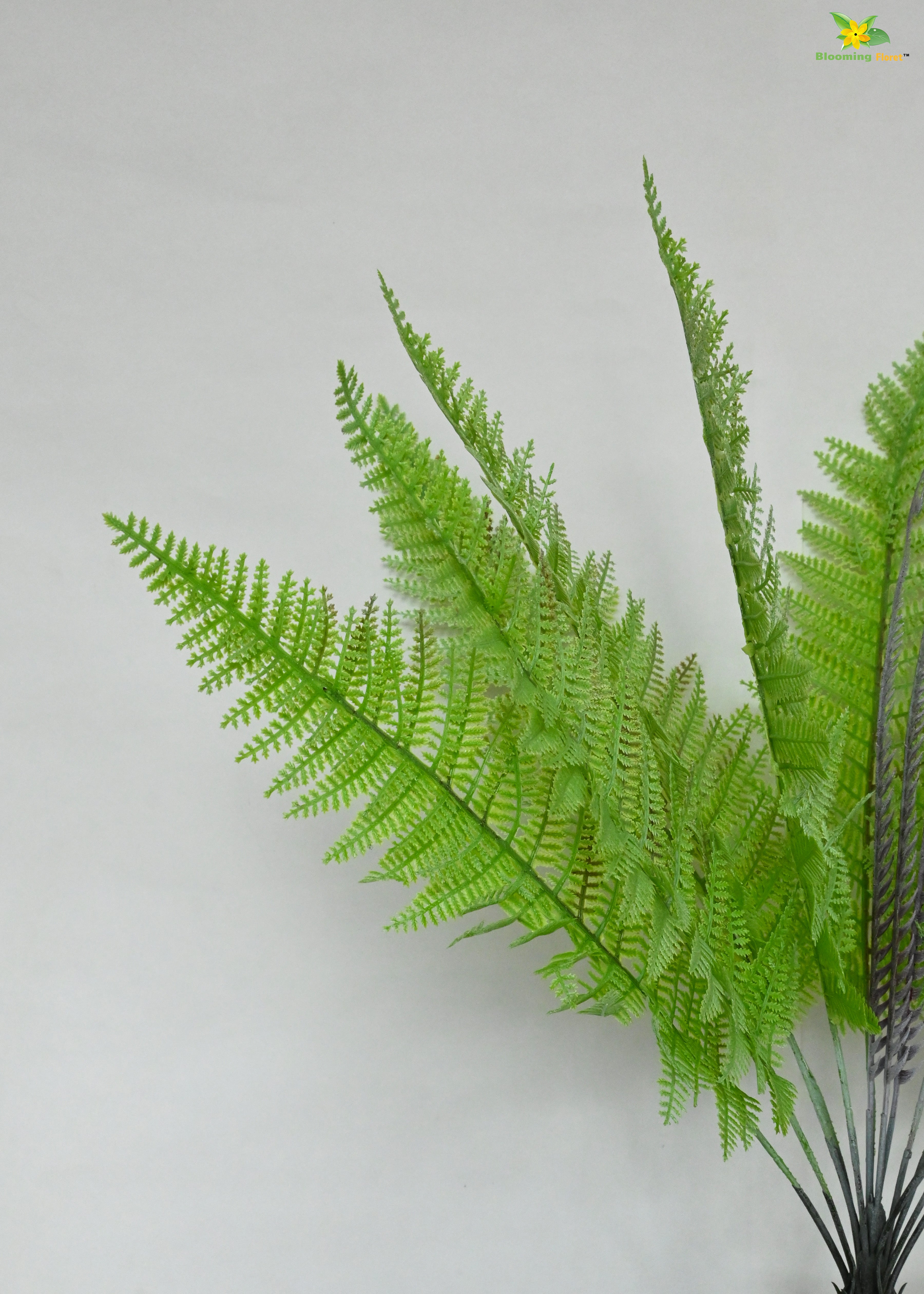 Evergreen Foliage Wood Fern Plant | Light Green