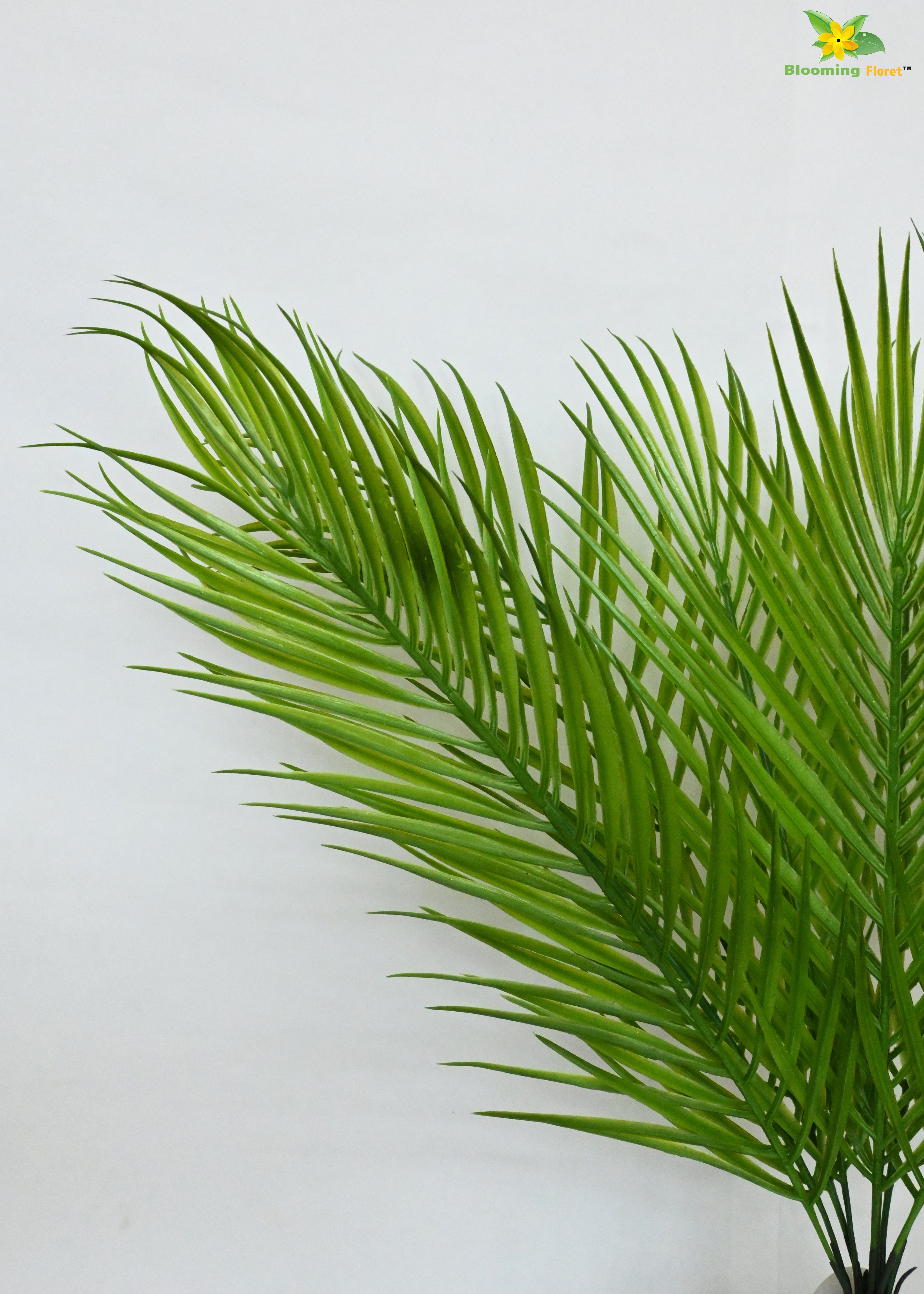 Eternal Zen Areca Palm Plant | Dark Green