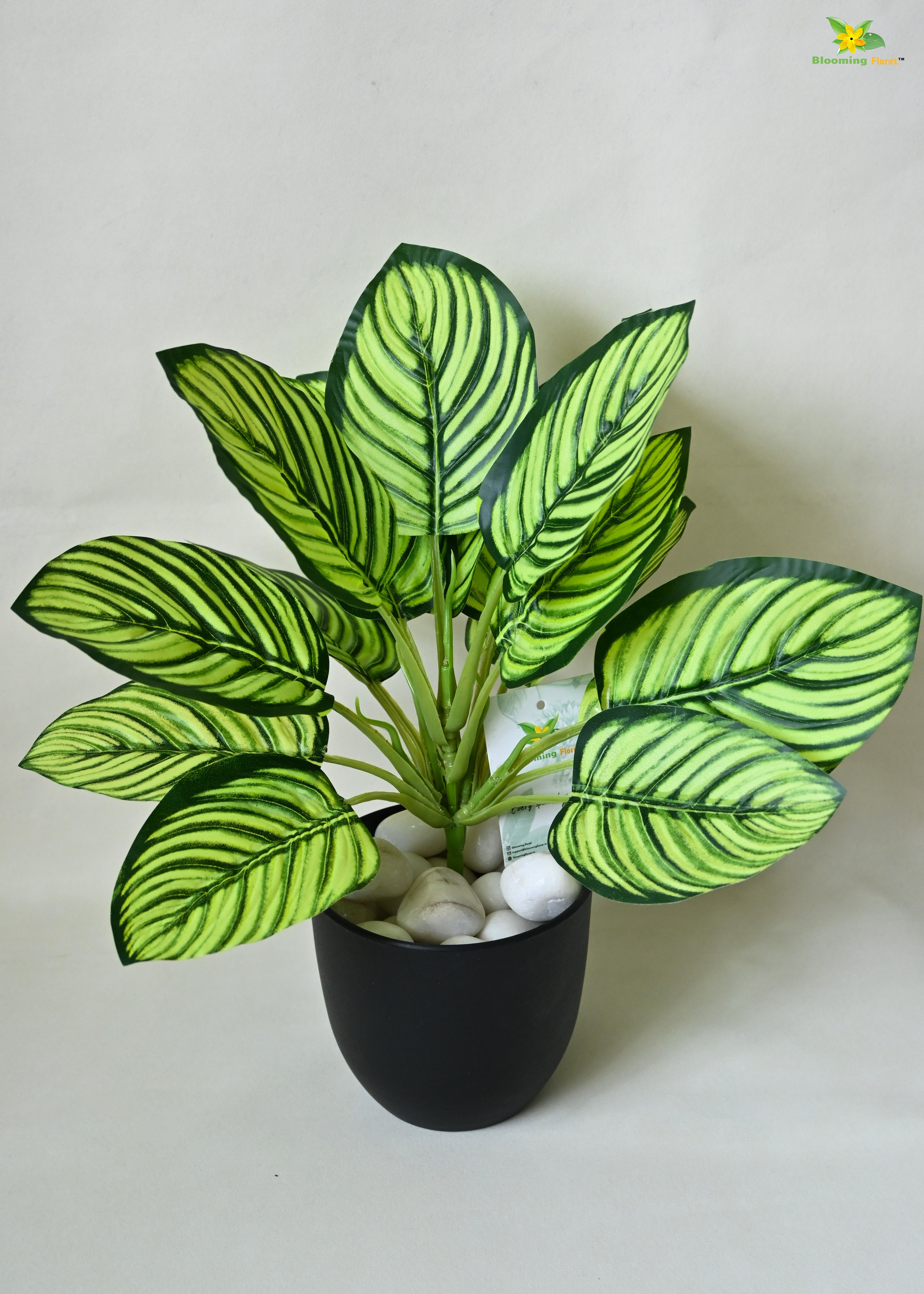 Exquisite Calathea Ornata Plant