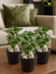 Artificial Ivy Succulent | Green | 16 cm | Set of 3