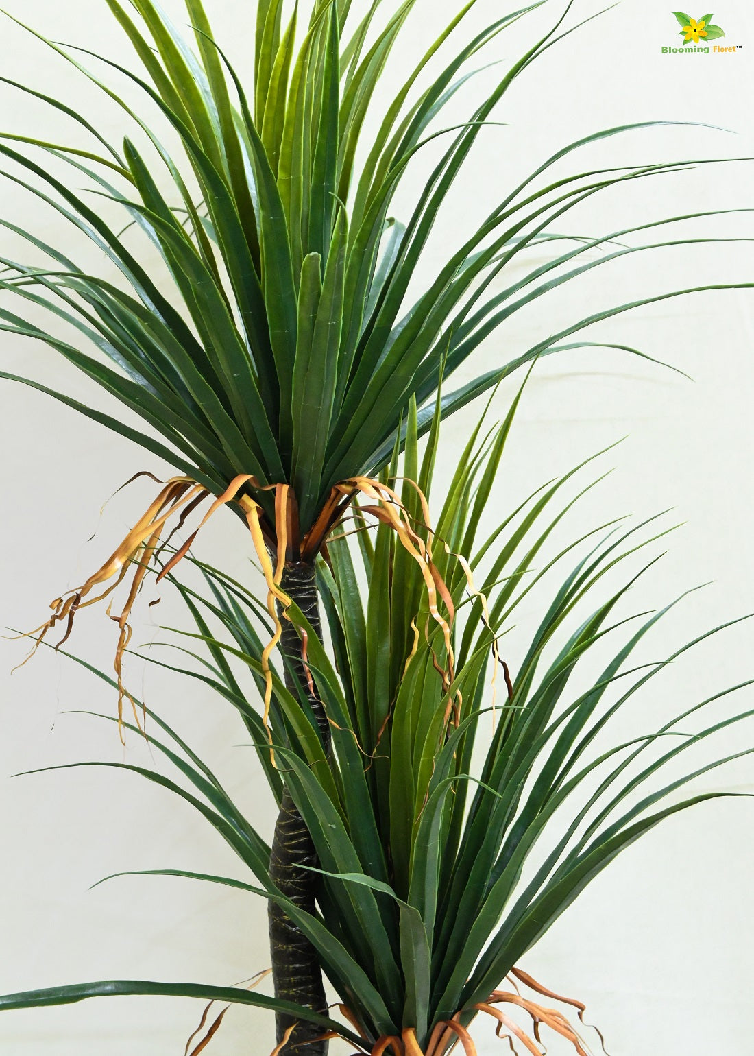 Artificial Yucca Plant | 167.6 cm Tall | Without Pots