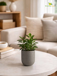 Round Base Fiber Pot | Grey | 10 cm