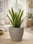 Decorative Pots | Light Brown | 15 cm