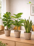 Modern Grace Poly Planter | Mustard Yellow | 15 cm | Set of 3