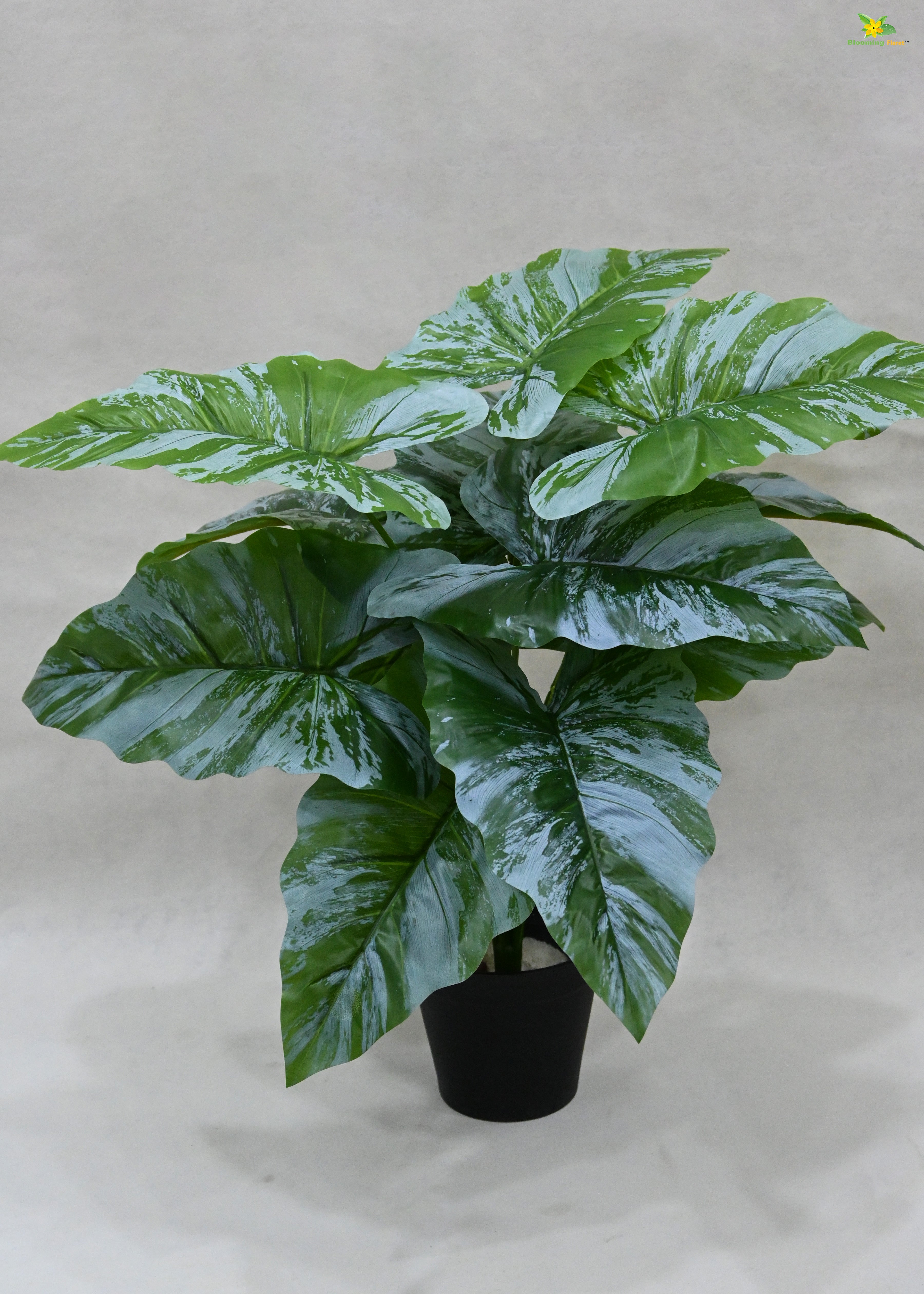 Artificial Caladium Plant for Decor | 12 Leaves with Basic Pot | 65 cm