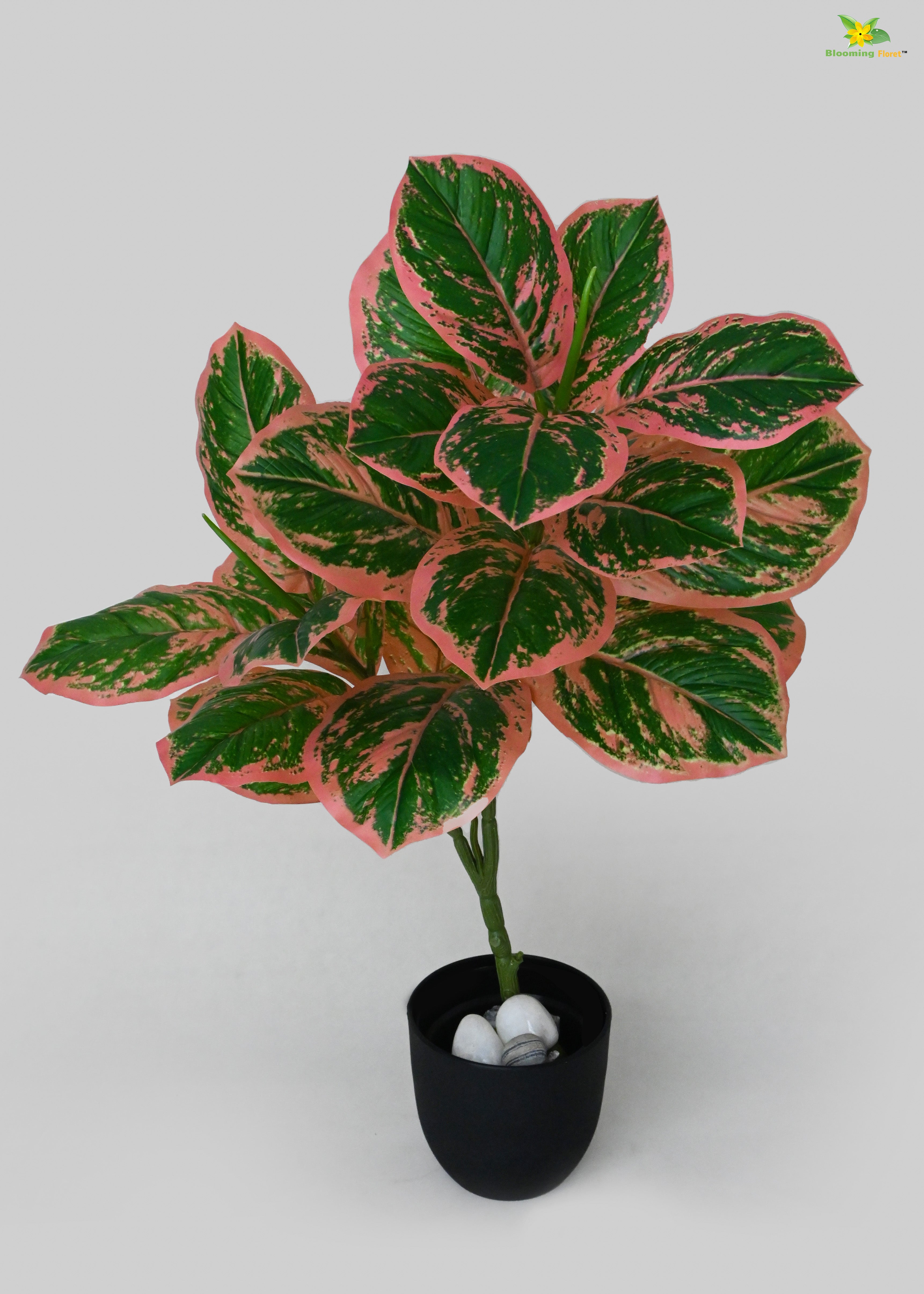 Artificial Aglaonema Creta Plant for Decor | 24 Leaves with Basic Pot | 74.9 cm