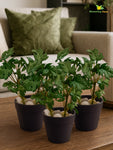 Artificial Mini Monstera Succulent | Light Green | 15 cm | Set of 3