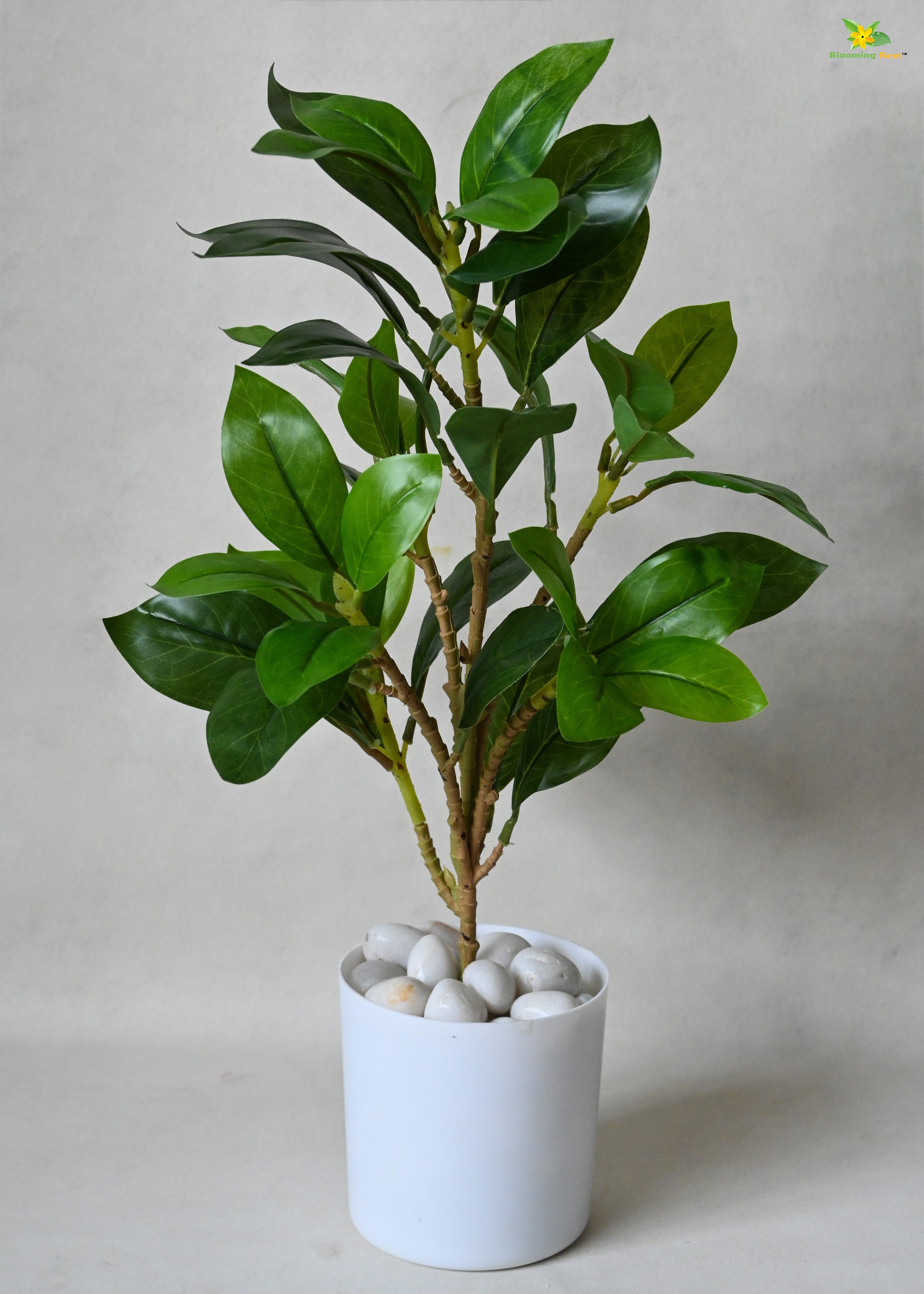 Artificial Zamioculcas Zamiifolia Plant for Decor with Basic Pot | 45.7 cm