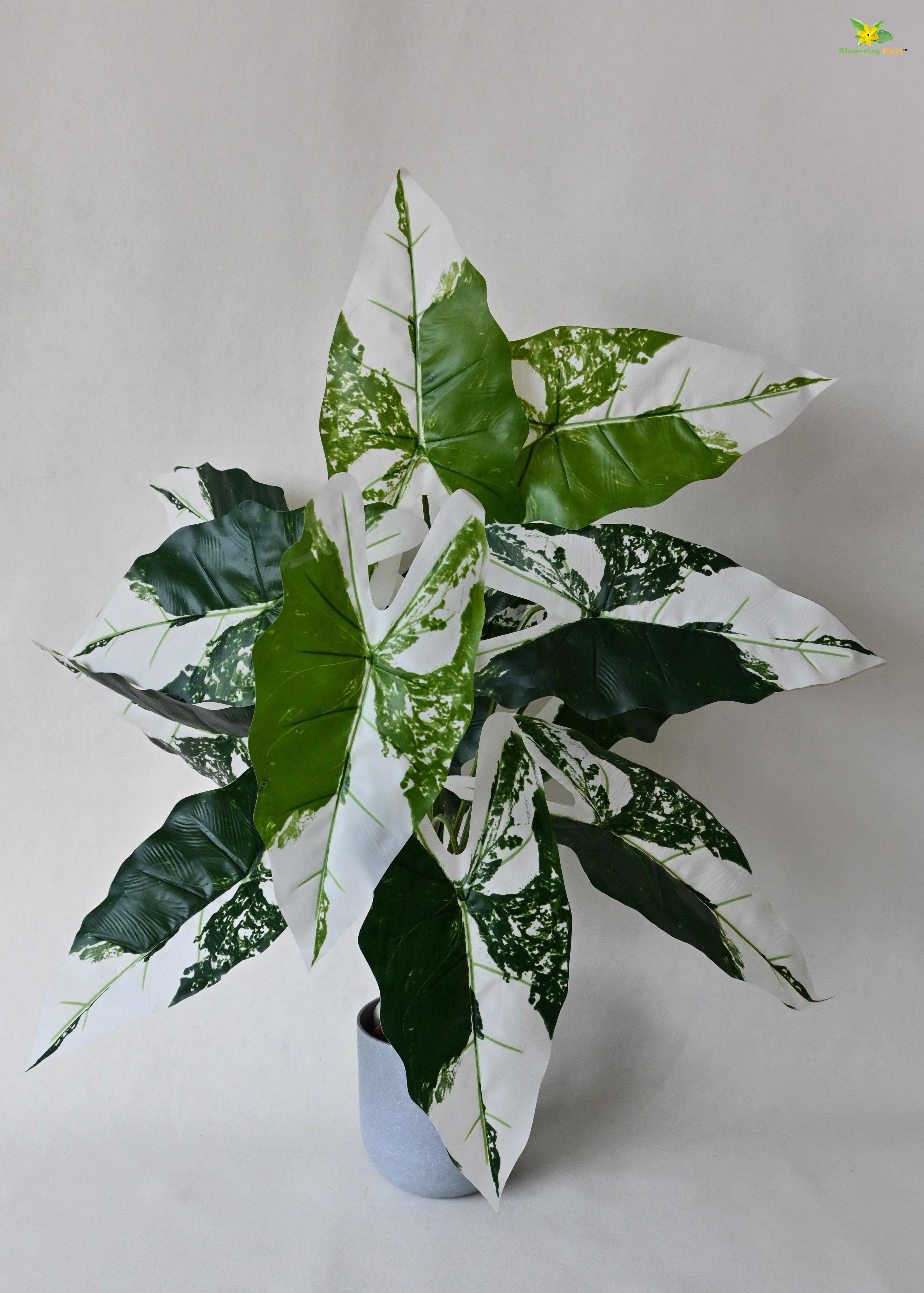 Artificial Caladium Plant for Decor | 12 Leaves with Basic Pot | 78.7 cm