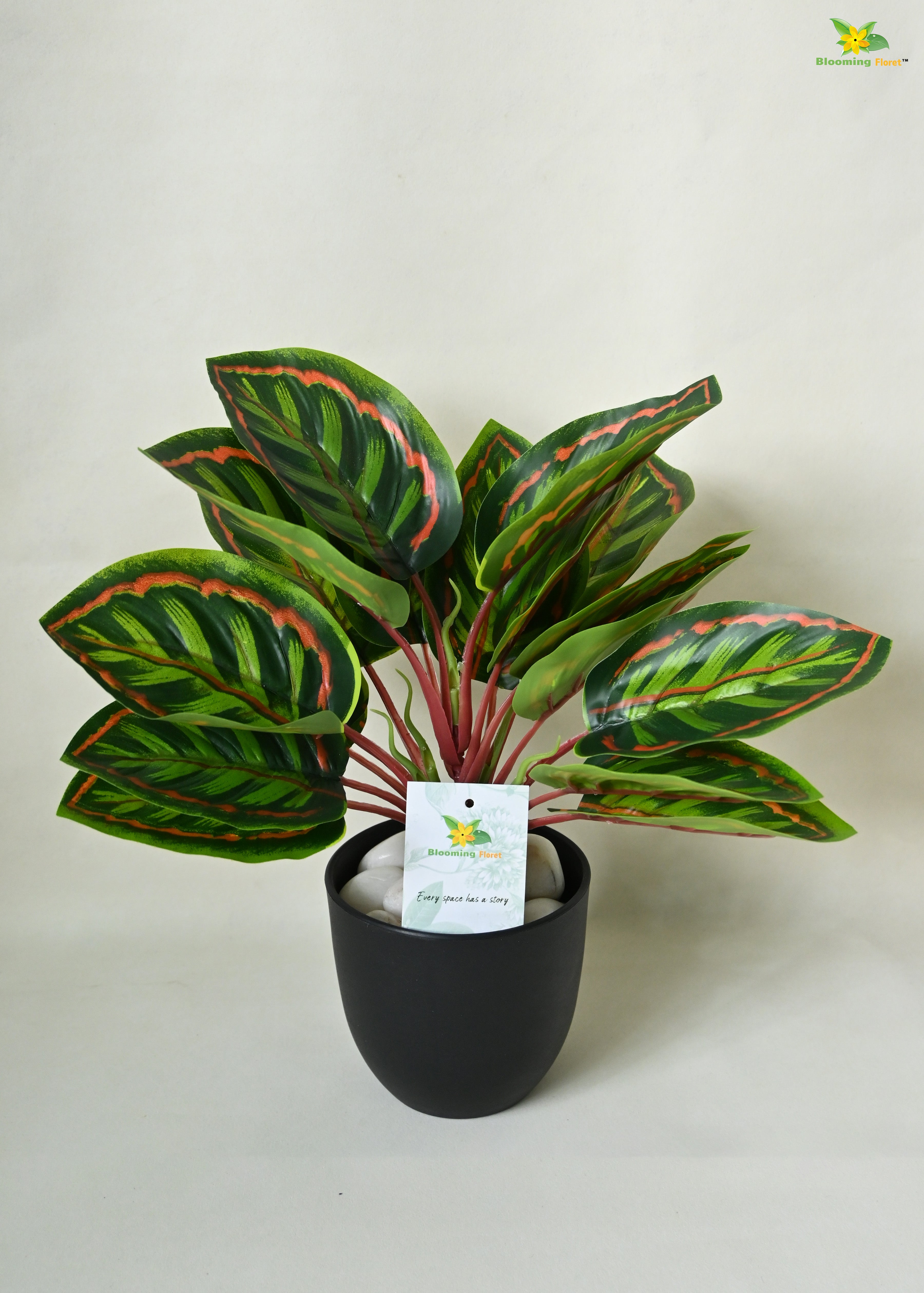 Enchantaflora Calathea Roseopicta Plant | Red Veins