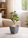 Coarse Textured Square Planter Pot | 10 cm
