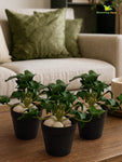 Artificial Ivy Succulent | Dark Green | 10 cm | Set of 3