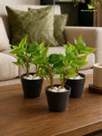 Artificial Money Plant Succulent | Light Green | 15 cm | Set of 3