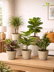 Modern Grace Poly Planter | Mustard Yellow | 15 cm | Set of 5