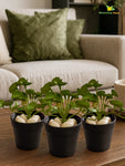 Lush Leaf Pennywort Artificial Succulent | Light Green & White Patterned | 14 cm | Set of 3