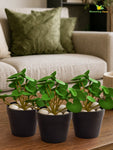 Lush Leaf Pennywort Artificial Succulent | Light Green | 14 cm | Set of 3