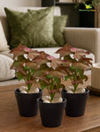 Artificial Ivy Succulent | Green & Red | 16 cm | Set of 3